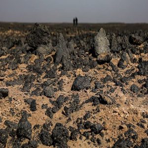 تور کویر گندم بریان شهداد کویر لوت شهداد